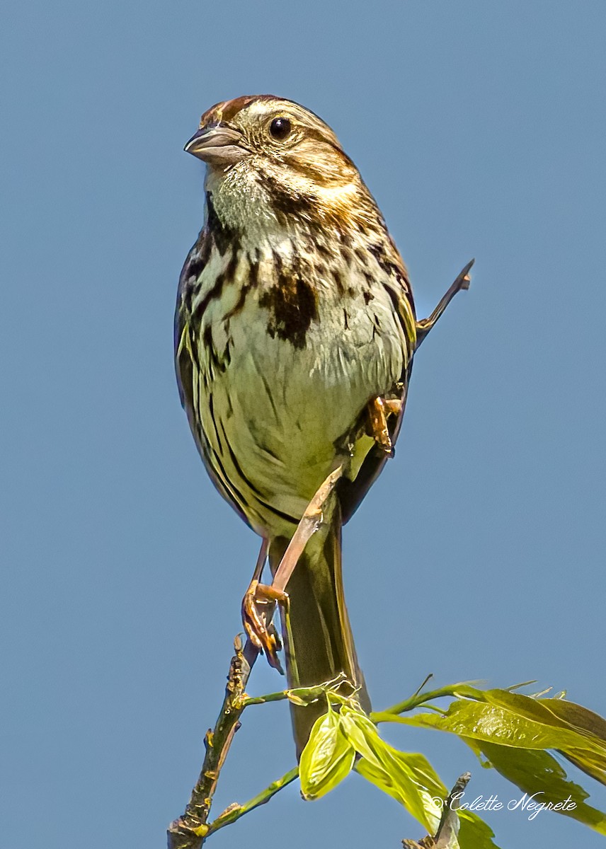 Song Sparrow - Colette Vranicar