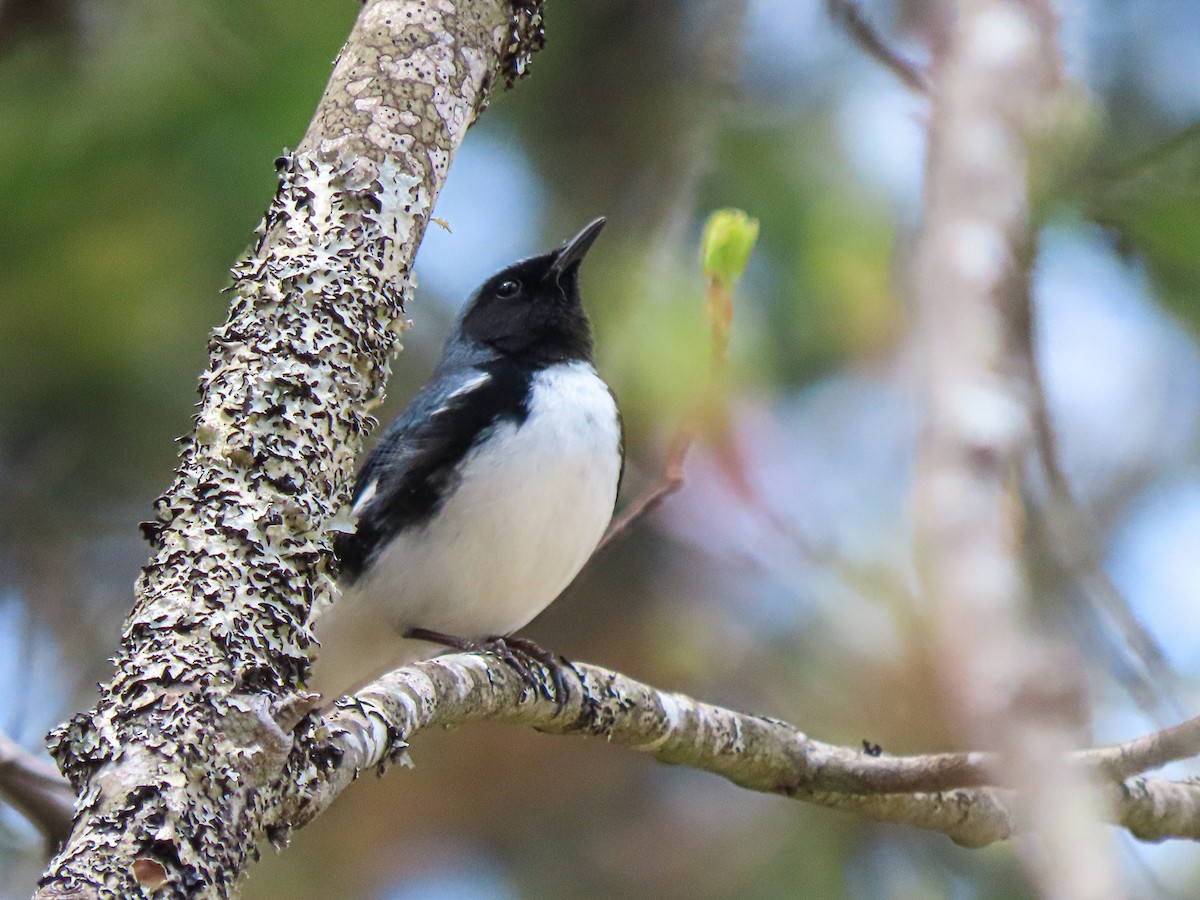 Black-throated Blue Warbler - Jake Chute