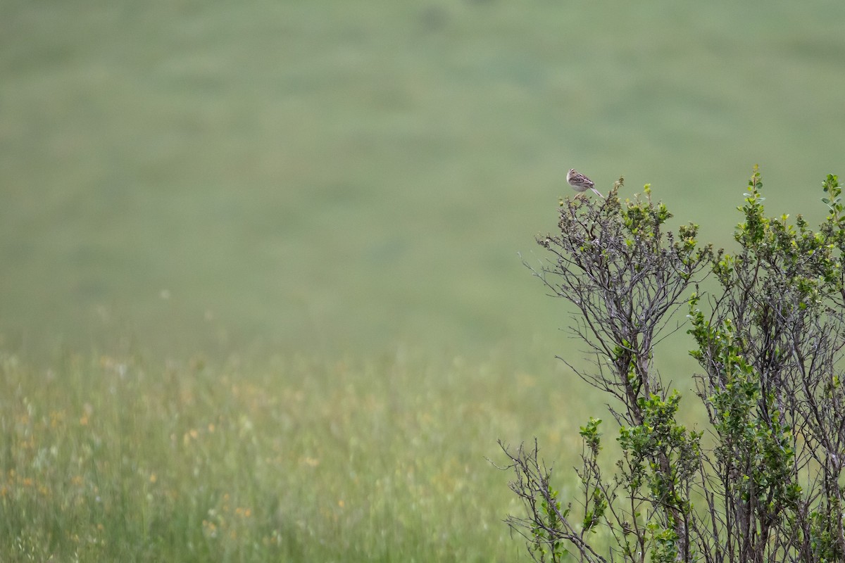 Grasshopper Sparrow - Michael Long