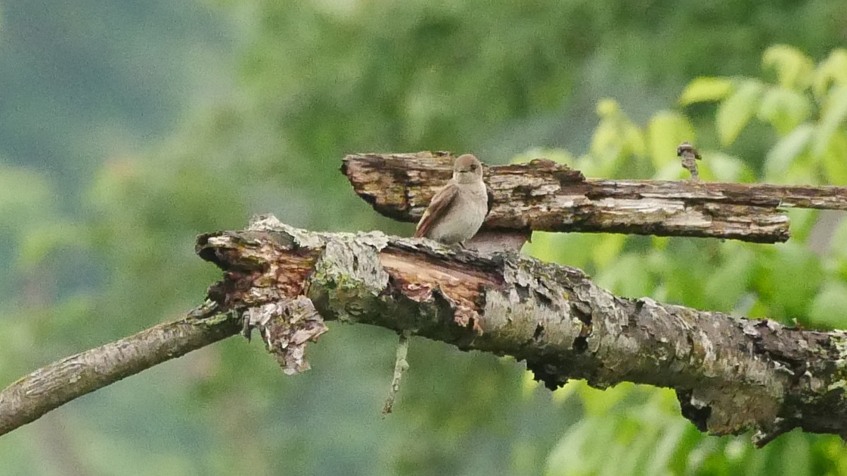 Eastern Phoebe - ML619507556