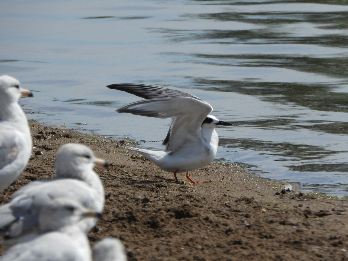 Forster's Tern - ML619507559