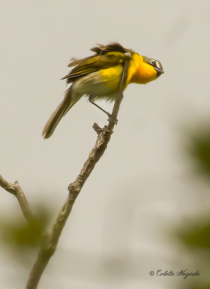 Yellow-breasted Chat - Colette Vranicar