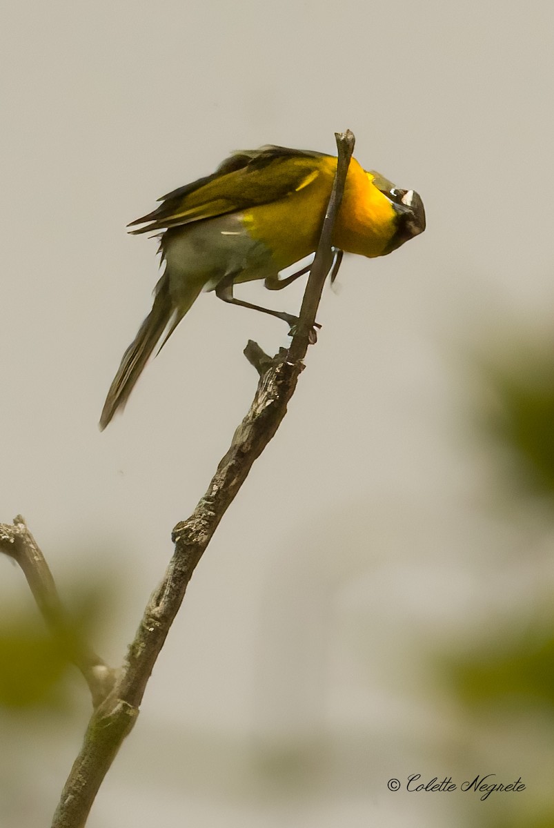 Yellow-breasted Chat - Colette Vranicar