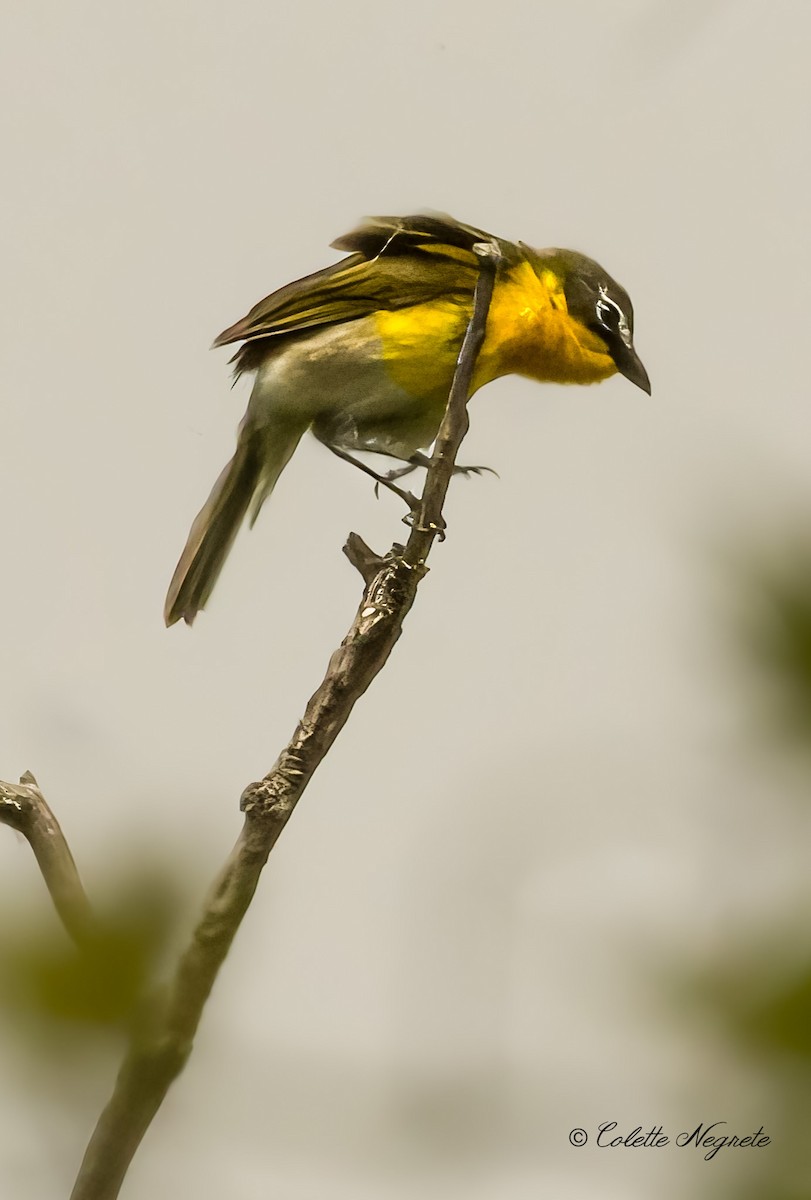 Yellow-breasted Chat - Colette Vranicar