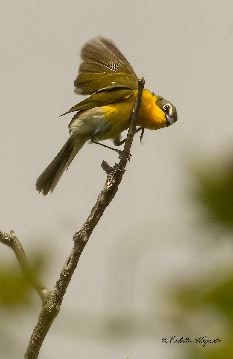 Yellow-breasted Chat - Colette Vranicar