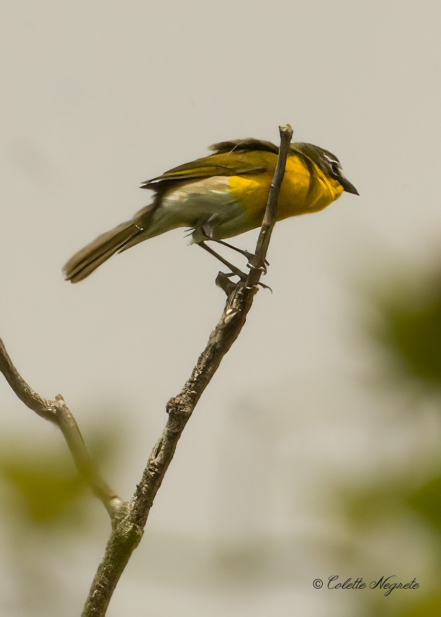 Yellow-breasted Chat - Colette Vranicar
