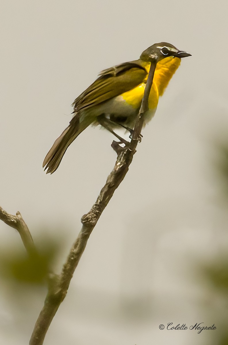 Yellow-breasted Chat - Colette Vranicar