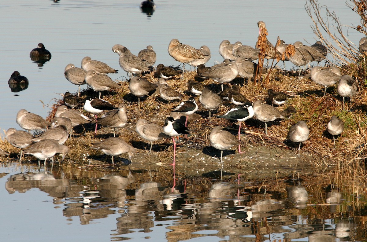 Black-necked Stilt - William Clark