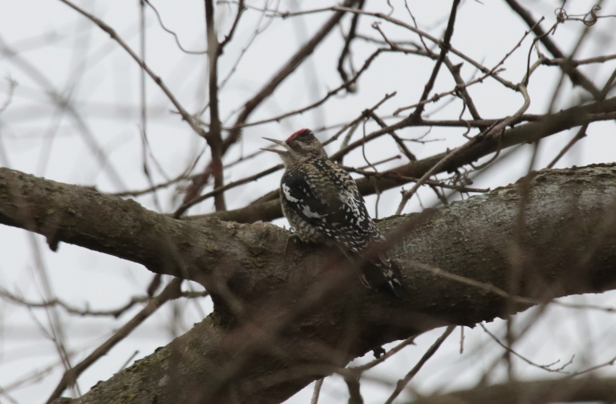 Yellow-bellied Sapsucker - Brian Wulker