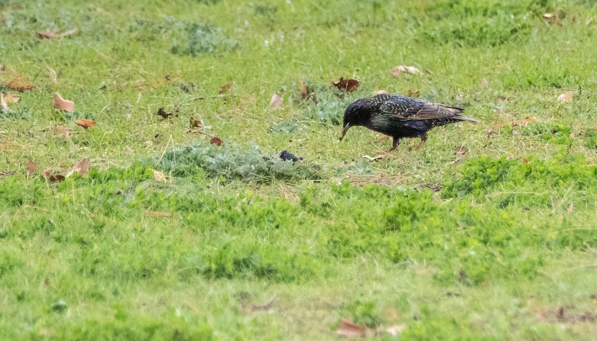 European Starling - Matt M.