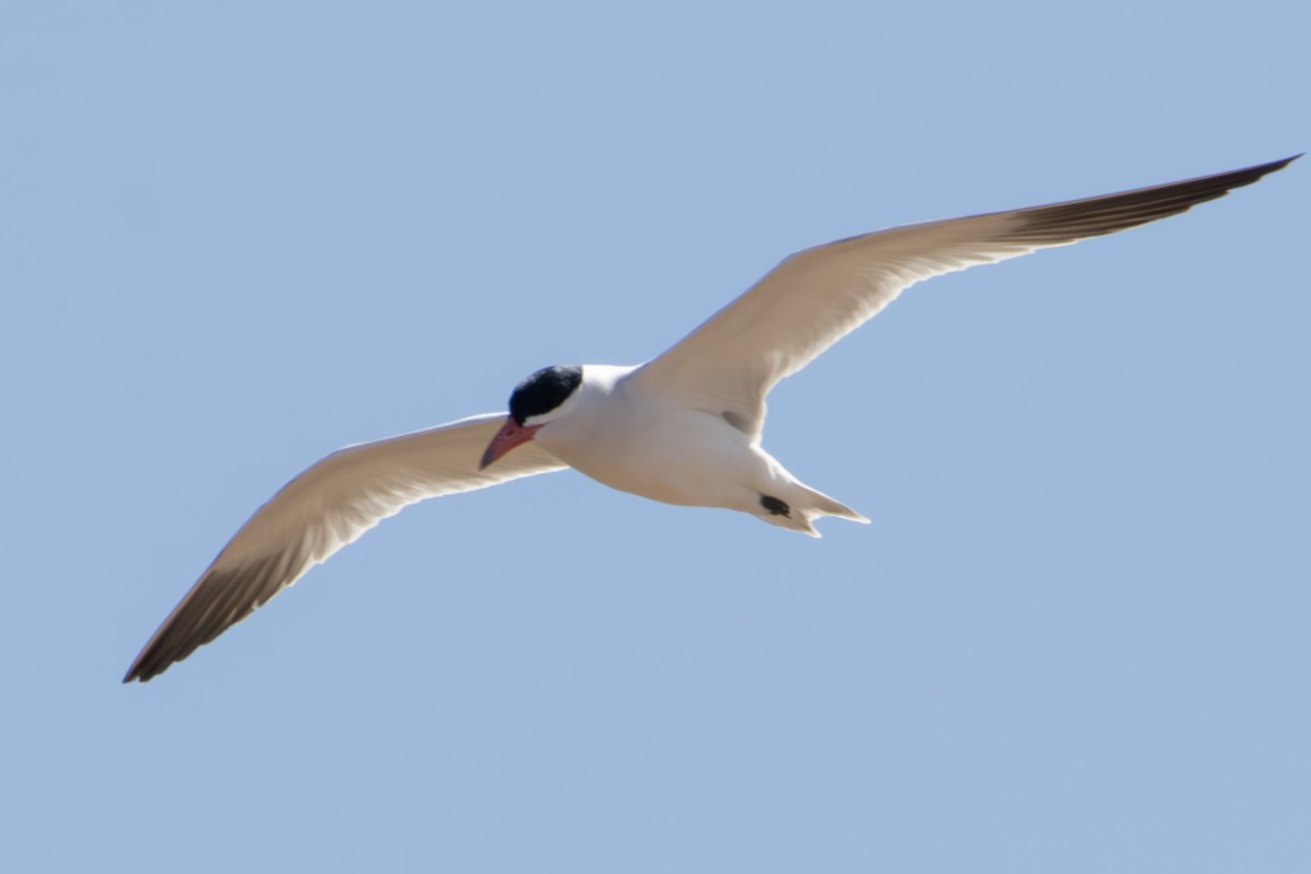 Caspian Tern - Dylan Osterhaus