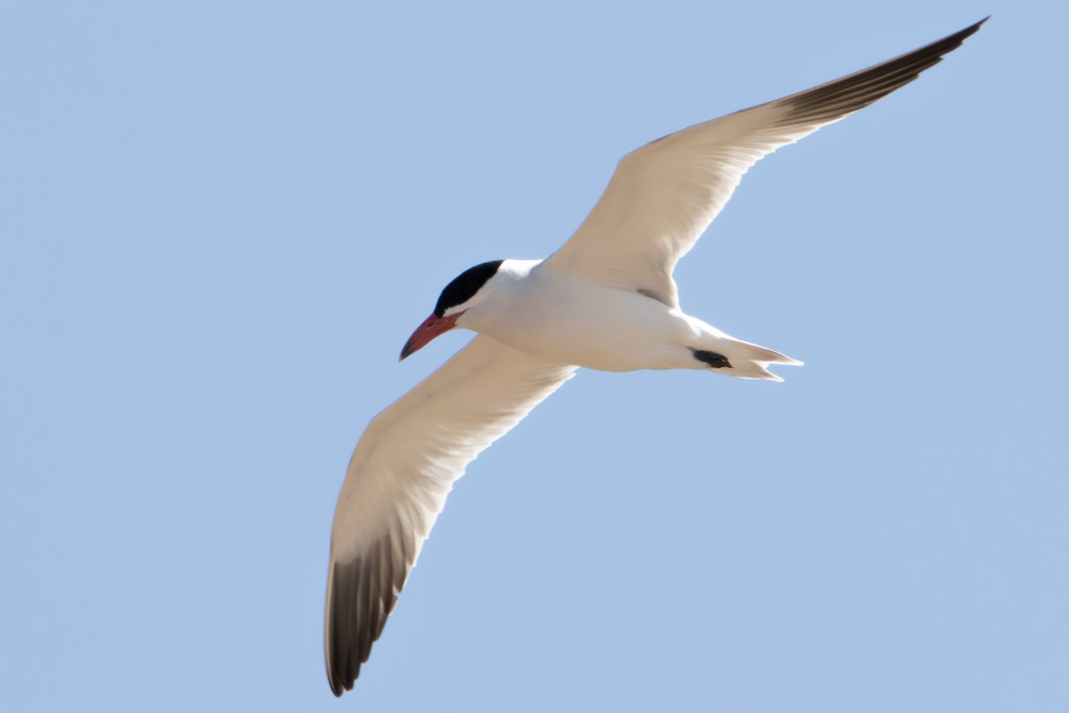 Caspian Tern - Dylan Osterhaus