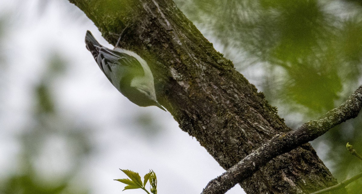 White-breasted Nuthatch - Matt M.