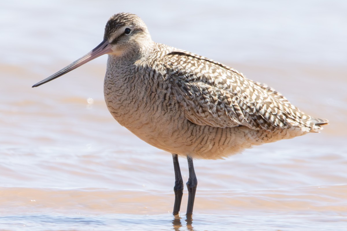 Marbled Godwit - Dylan Osterhaus