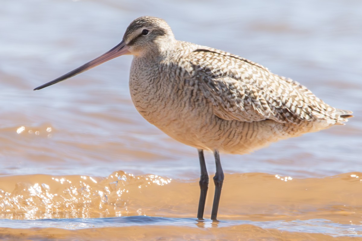 Marbled Godwit - ML619507580