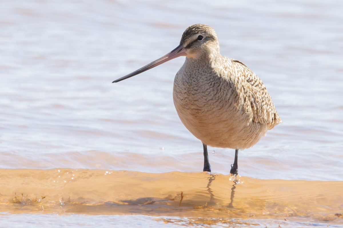 Marbled Godwit - ML619507581