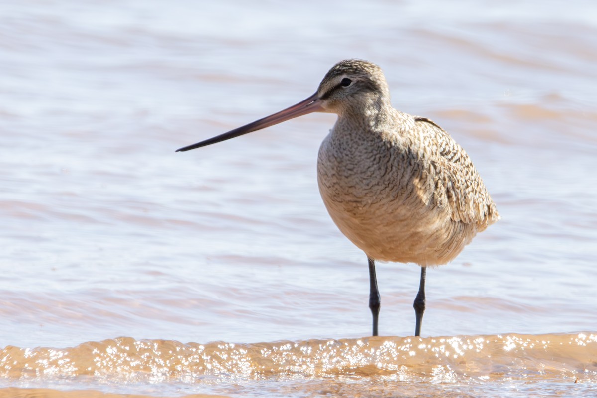 Marbled Godwit - Dylan Osterhaus