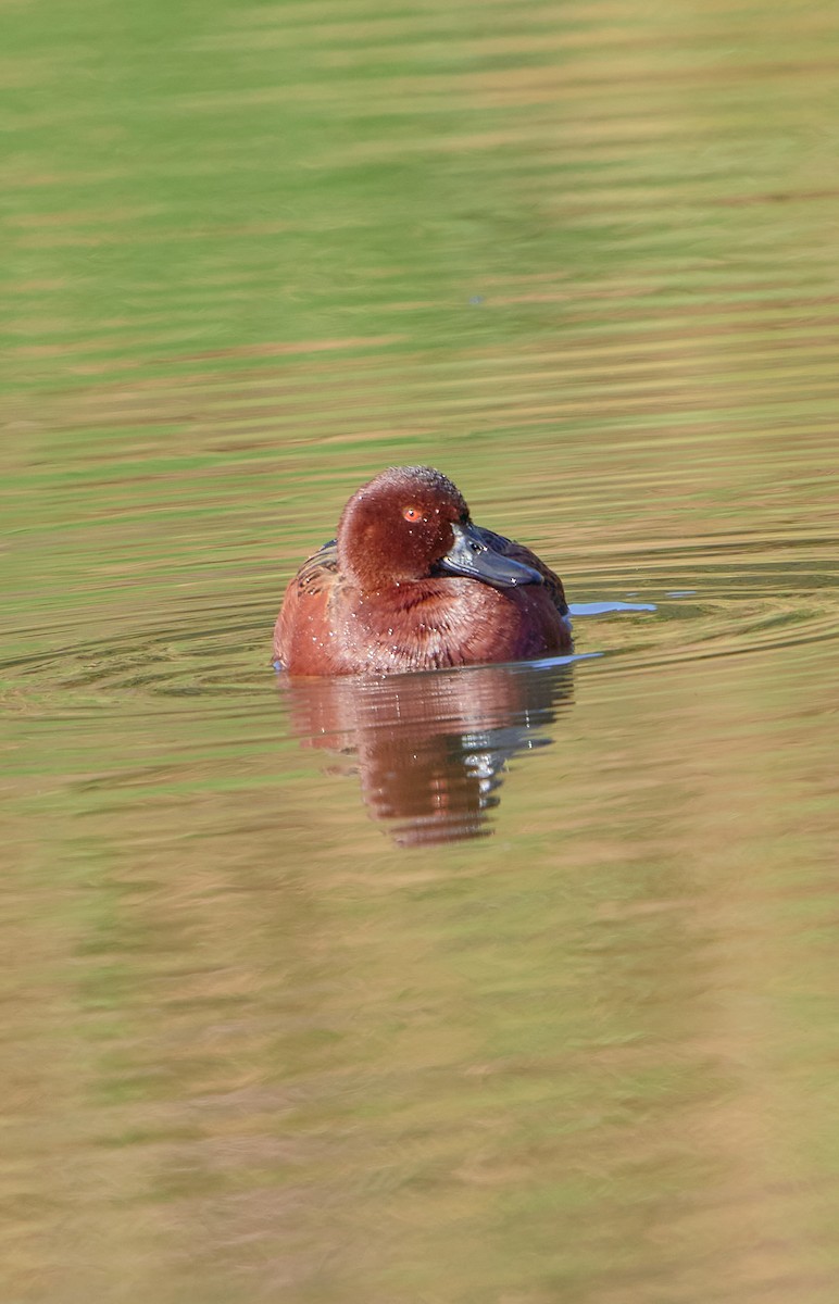 Cinnamon Teal - Angélica  Abarca