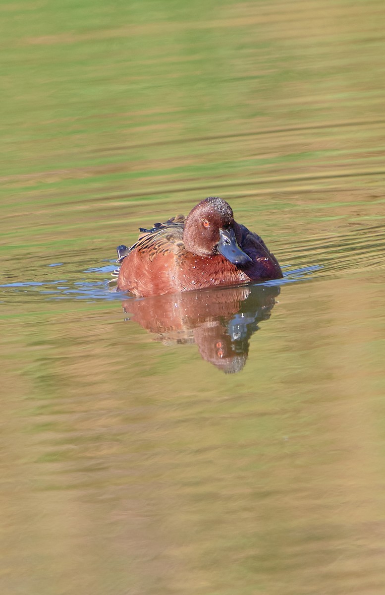 Cinnamon Teal - Angélica  Abarca