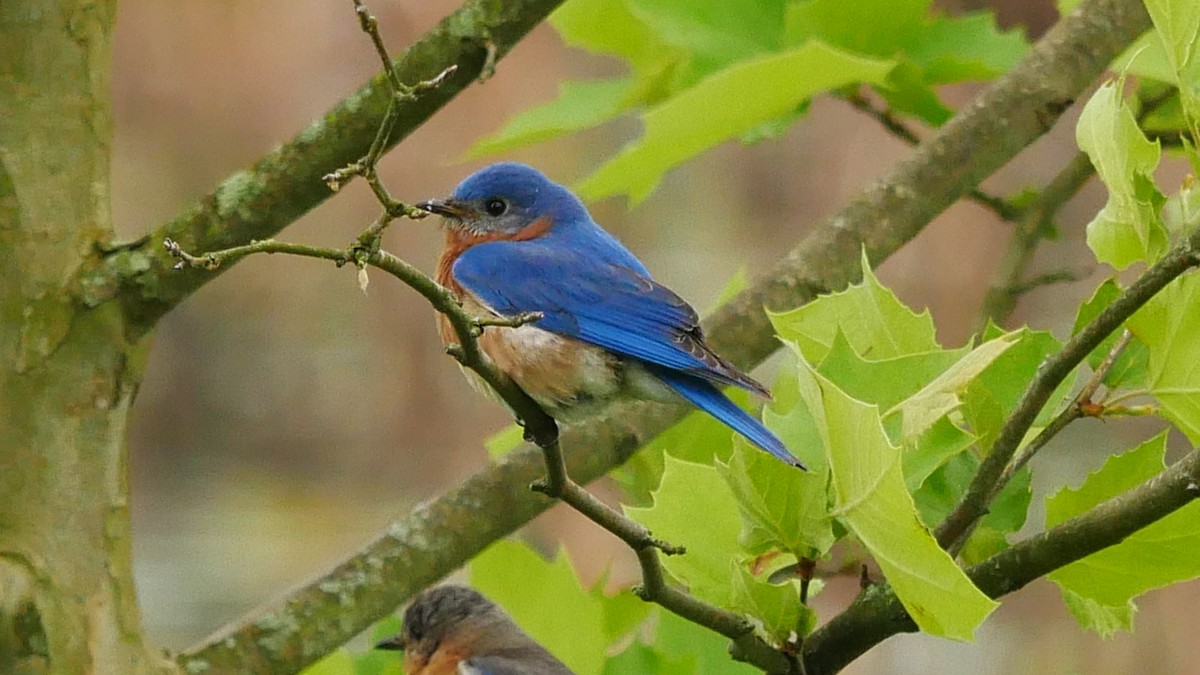 Eastern Bluebird - ML619507589