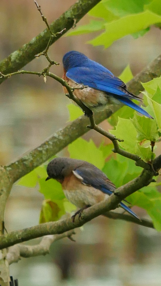 Eastern Bluebird - ML619507590