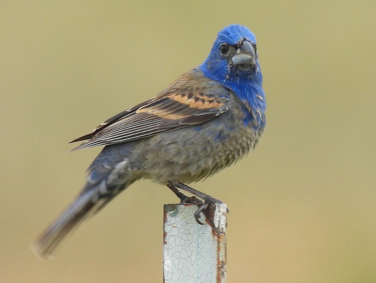 Blue Grosbeak - Nick & Jane