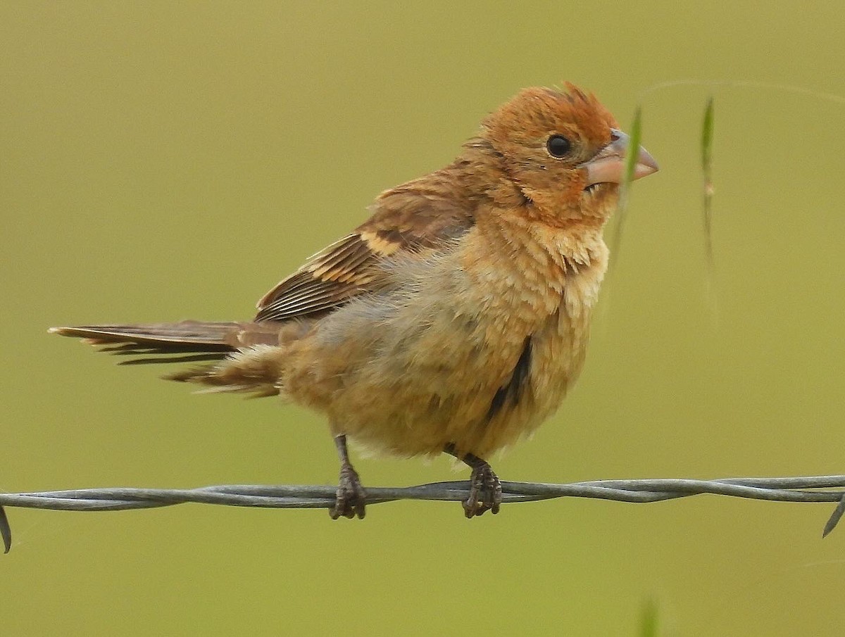 Blue Grosbeak - Nick & Jane