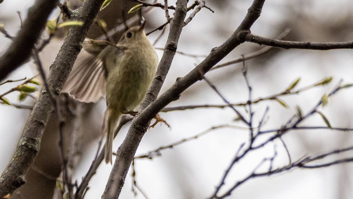 Ruby-crowned Kinglet - Matt M.