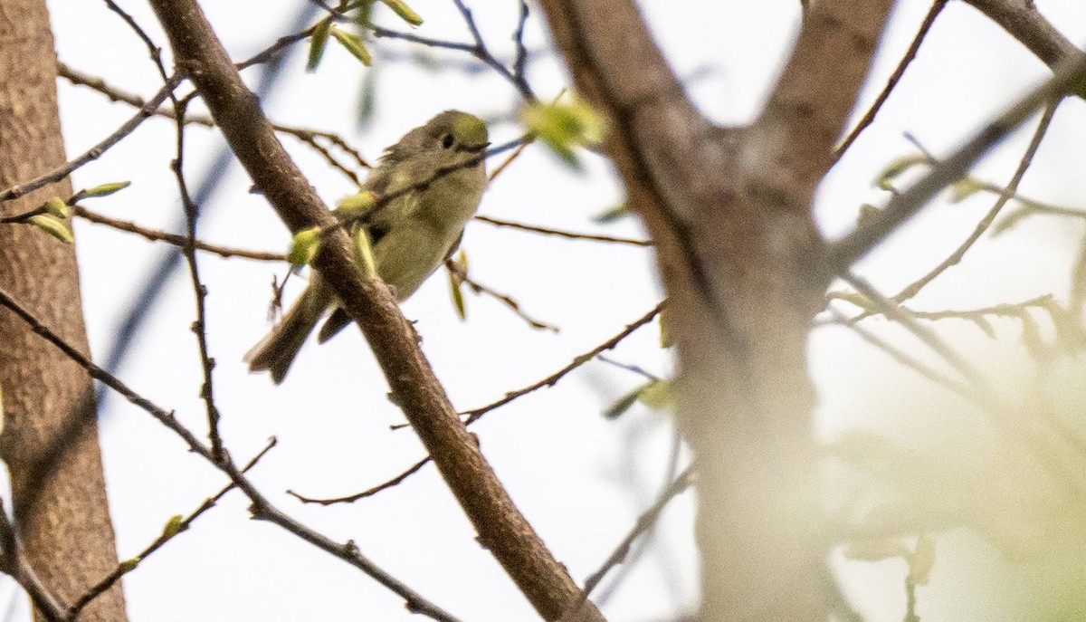 Ruby-crowned Kinglet - Matt M.