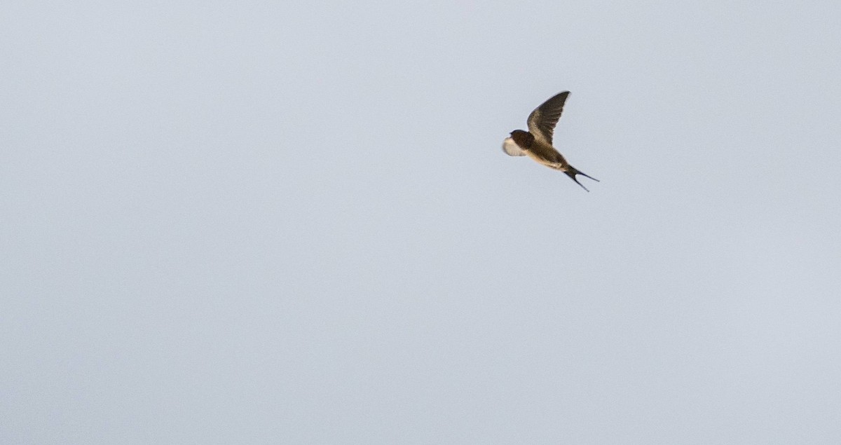 Barn Swallow - Matt M.