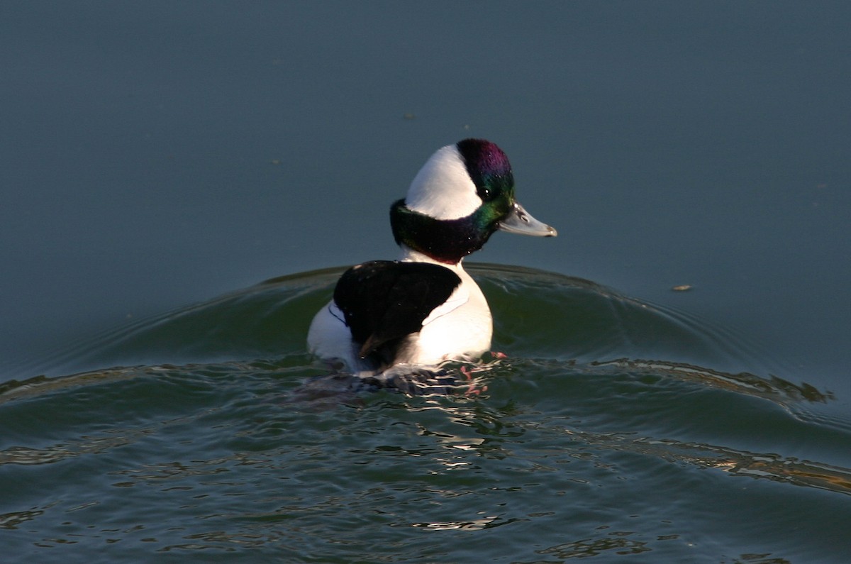 Bufflehead - William Clark