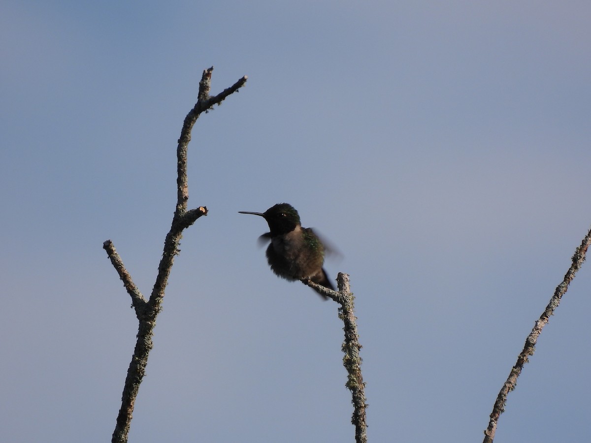Ruby-throated Hummingbird - Rhonda Langelaan