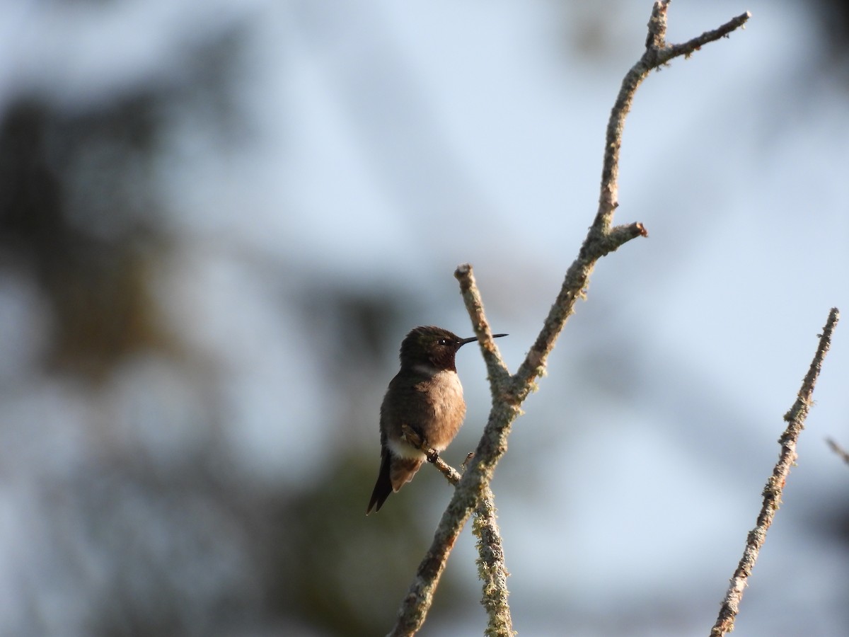 Ruby-throated Hummingbird - Rhonda Langelaan