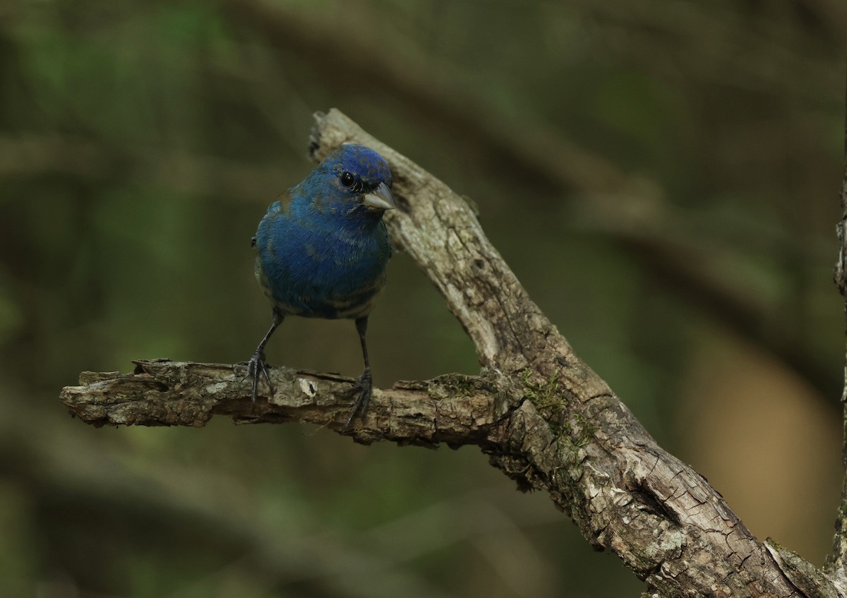 Indigo Bunting - Grace Simms  🐦‍⬛