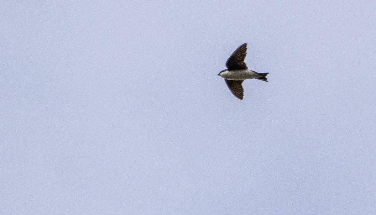 Tree Swallow - Matt M.