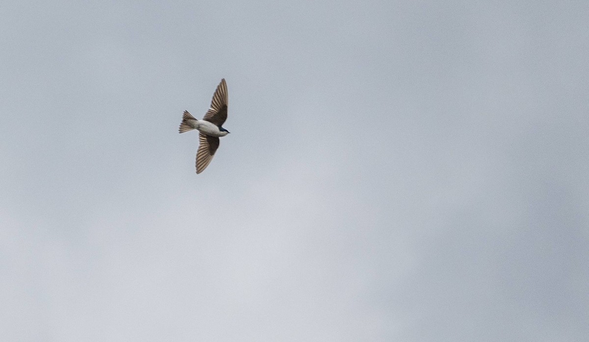 Tree Swallow - Matt M.