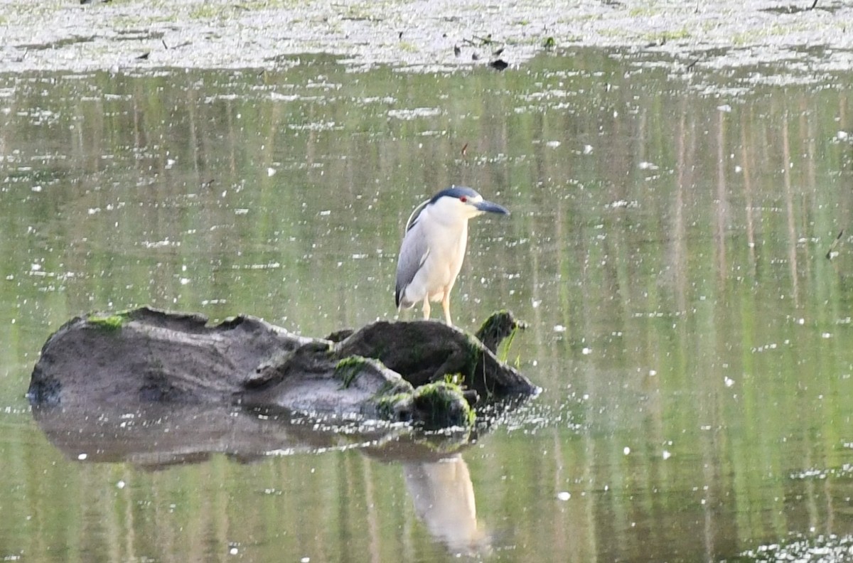 Black-crowned Night Heron - Brian Kenney