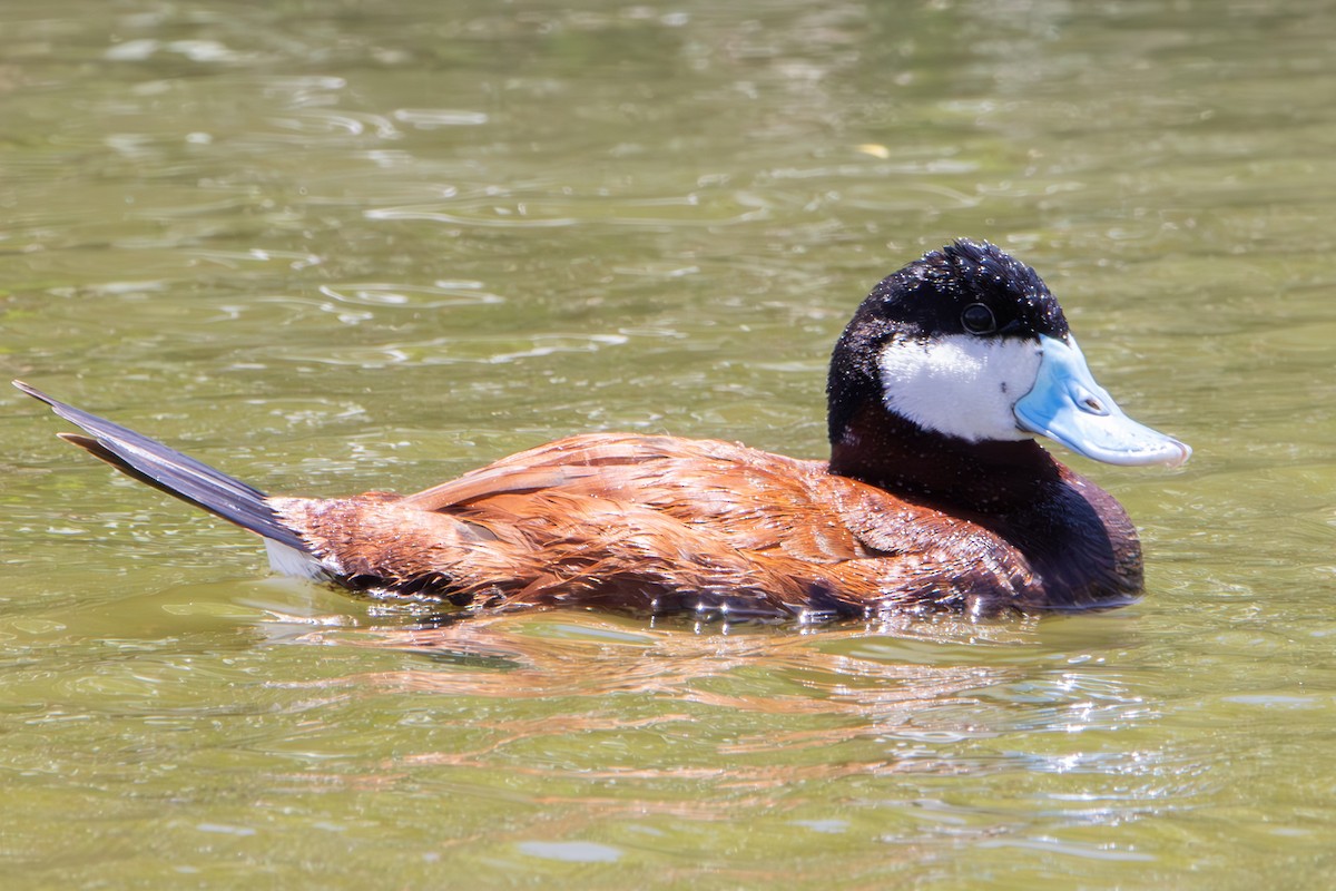 Ruddy Duck - Dylan Osterhaus