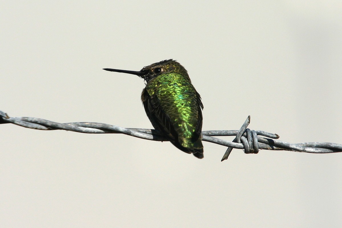 Anna's Hummingbird - William Clark