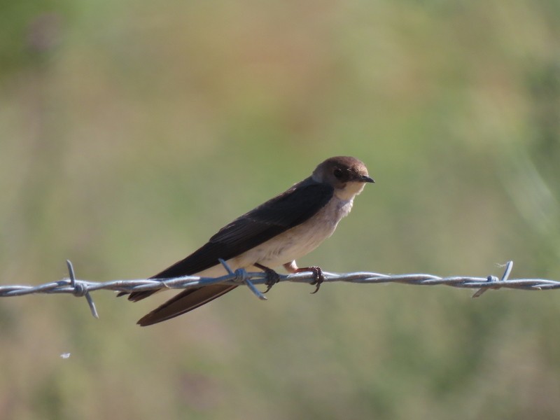 Northern Rough-winged Swallow - suga moriwaki
