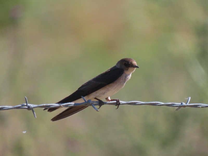 Hirondelle à ailes hérissées - ML619507629