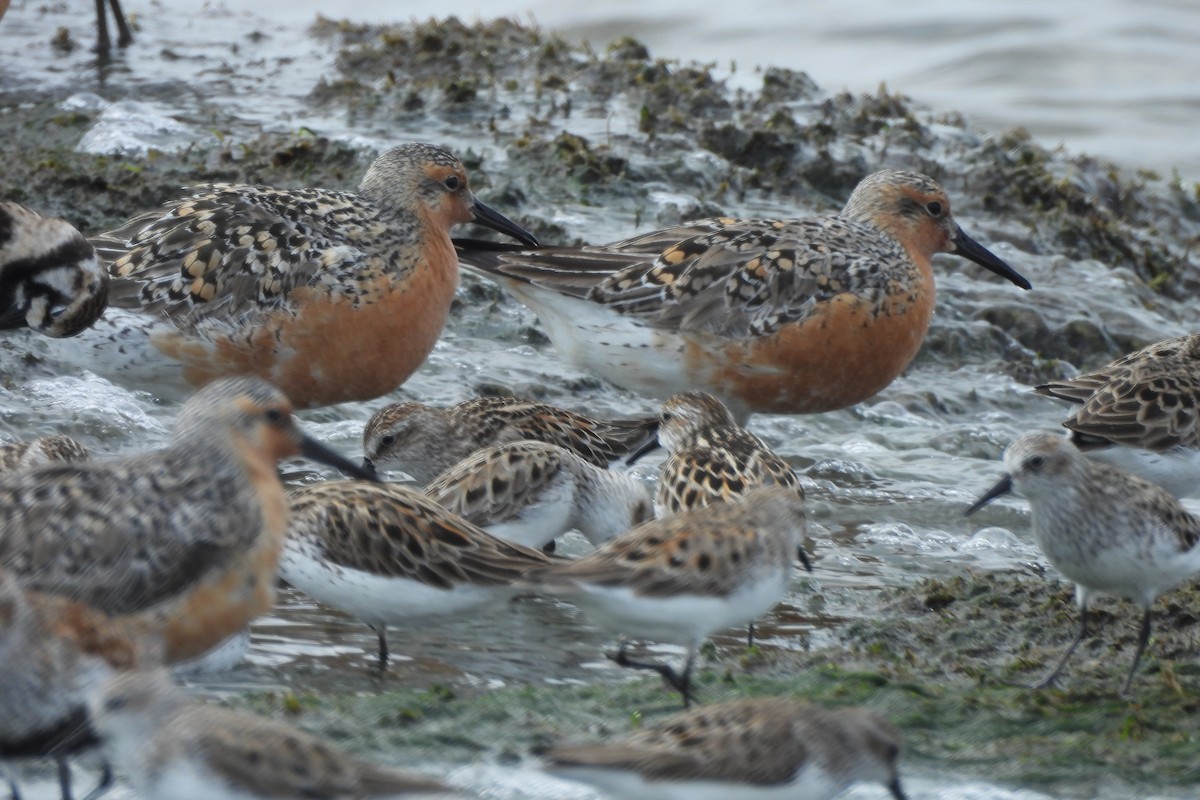 Red Knot - Dave Milsom