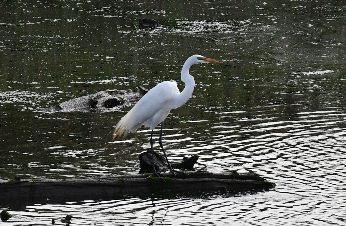 Great Egret - Brian Kenney