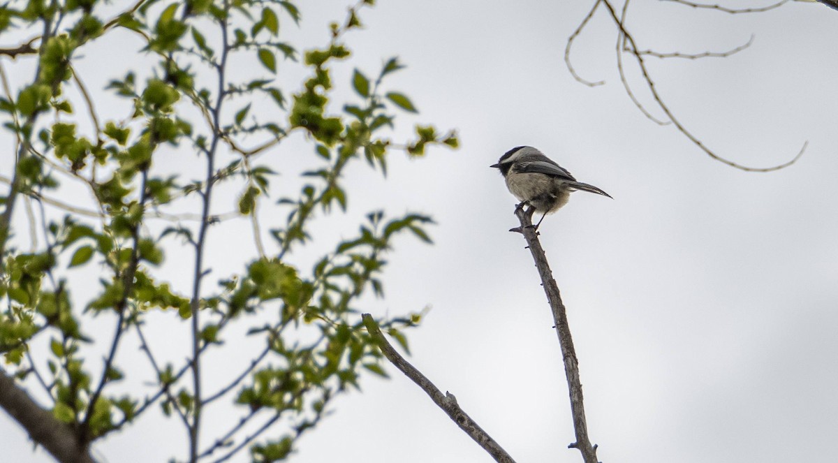 Black-capped Chickadee - Matt M.