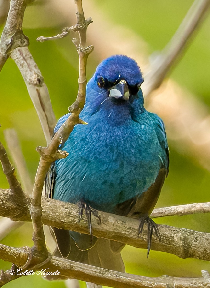 Indigo Bunting - Colette Vranicar