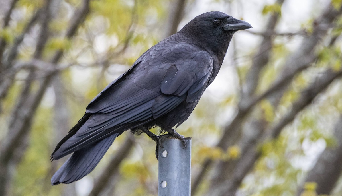 American Crow - Matt M.