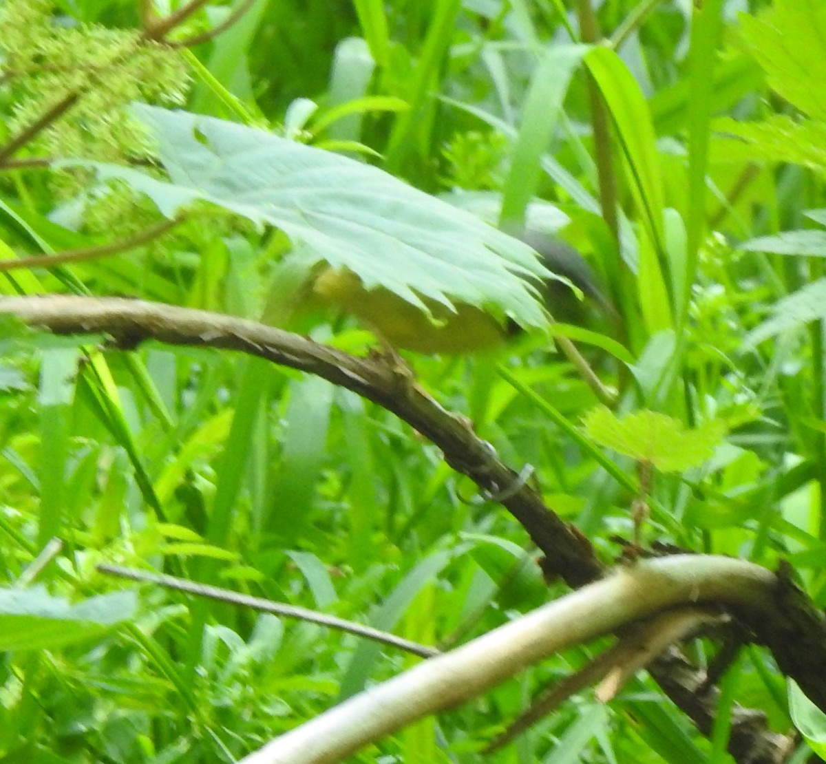 Mourning Warbler - Janet Pellegrini