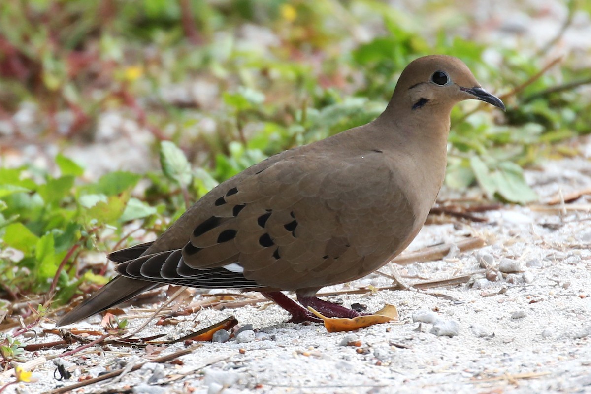 Zenaida Dove - Henry Mauer