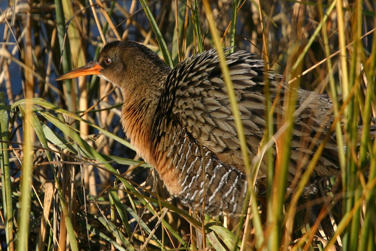 Ridgway's Rail - William Clark