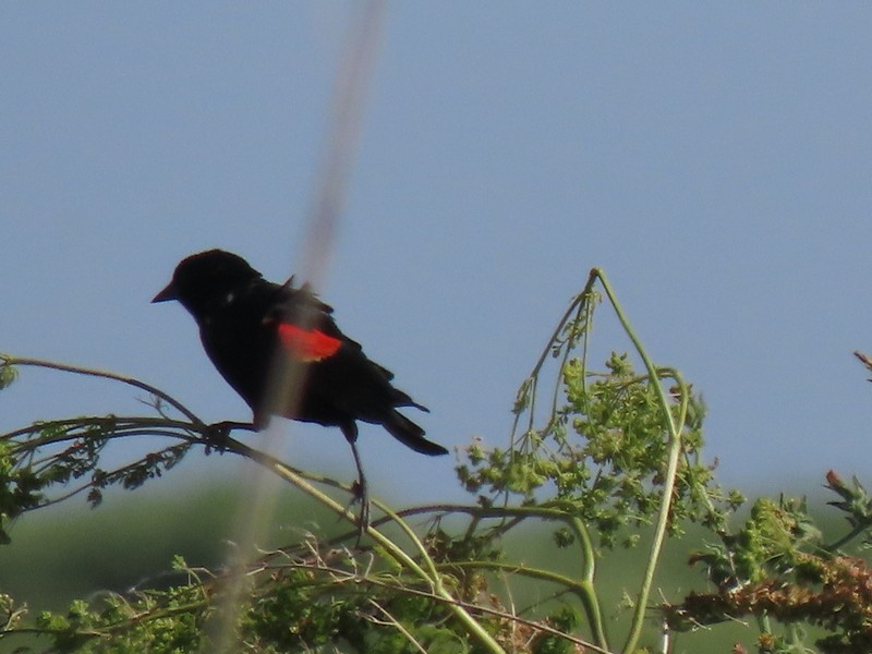 Red-winged Blackbird - suga moriwaki